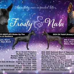 Xoloitzcuintli puppies from Kingslee Kennels