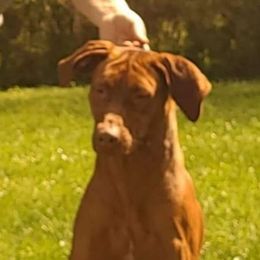 Ember - Rhodesian Ridgeback