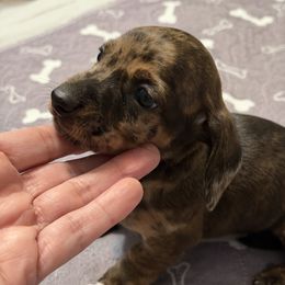 Moose - Dapple male Dachshund puppy in Raeford, North Carolina from Army of Dachshunds
