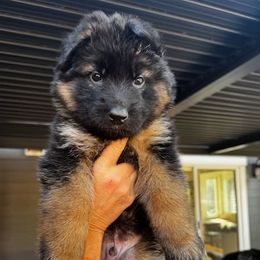 Attila - Black and red male German Shepherd puppy in Snohomish, Washington from Wataha Shepherds