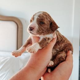 Ranger - Grey collar boy - Red  male Goldendoodle puppy in Ruthorfordton, North Carolina from Duncan Doodles Goldendoodles