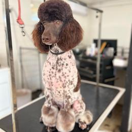 Coco - Poodle