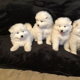 Samoyed Puppies from Bluegrass Samoyeds
