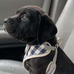 Cane Corso Puppies from Venom Cane Corsos