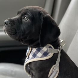 Cane Corso Puppies from Venom Cane Corsos