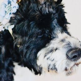 “T” - Cockapoo