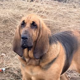 Sarge-Neutered family pet - Black and tan male Bloodhound puppy in Inman, Nebraska from Sandhill Hounds of Nebraska