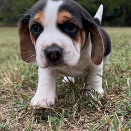 AKC Lynx - Black tan and white male Beagle puppy in Rogersville, Missouri from Hales Little Beagle Haven