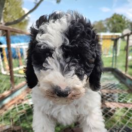 Assorted Doodle Crosses, Aussiedoodle, Cockapoo, and Poodle Puppies from Lucky Pup Meadows