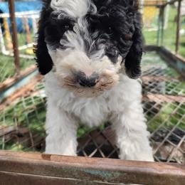 Assorted Doodle Crosses, Aussiedoodle, Cockapoo, and Poodle Puppies from Lucky Pup Meadows