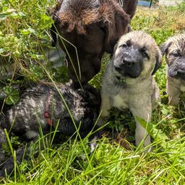 Anatolian Shepherd Dog and Labrador Retriever Puppies from Learning With Dogs