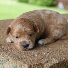Maltipoo puppies from Imperial Dogs
