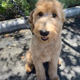 Goldendoodle Puppies from SunriseDoodles