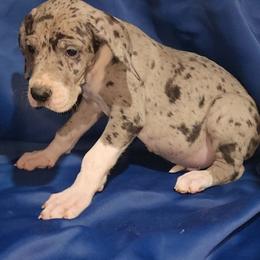 Otis - Mantle merle male Great Dane puppy in Walker, Louisiana from La Rebel Danes