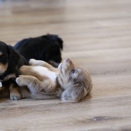 Dachshund Puppies from Gem State Mini Dachshunds