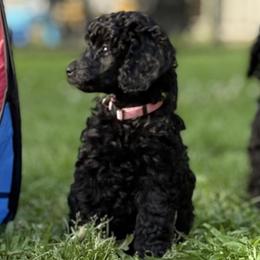 Francesca - Black female Poodle puppy in Hartselle, Alabama from Phare Poodles