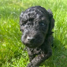 Zeus - Black male Poodle puppy in Little Compton, Rhode Island from Shippee’s Standards
