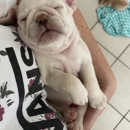 French Bulldog Puppies from MaFrenchiesBadandBoujee