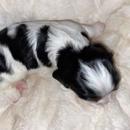 Cavalier King Charles Spaniel Puppies from Cassie’s Cavaliers