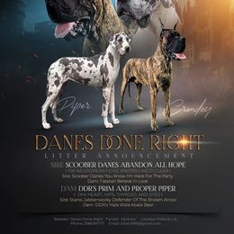 Great Dane puppies from Danes Done Right
