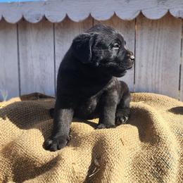 Squash - Black Female - Black female Labrador Retriever puppy in Priest River, Idaho from Lazy Daisy Labs