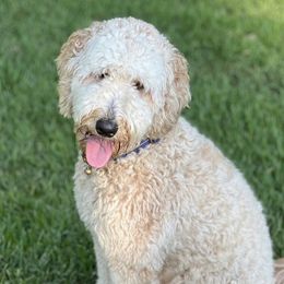 Piper - Goldendoodle