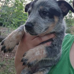Girl 1 - Blue female Australian Cattle Dog puppy in Bradford, Arkansas from Cedar Rock Heelers and Kelpies