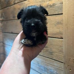 Dark Green - Black male Miniature Schnauzer puppy in Hickory Grove, South Carolina from Oopsie Doodles