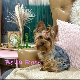 Bella Rose - Yorkshire Terrier