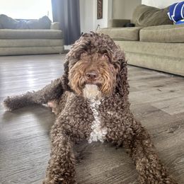 Stormee - Goldendoodle