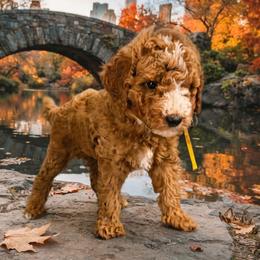 Yellow collar - Red male Cavapoo puppy in Wesson, Mississippi from Southern Country Doodles