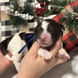 Isaiah - Parti male Goldendoodle puppy in Prosperity, Pennsylvania from Stelladoodles & Company