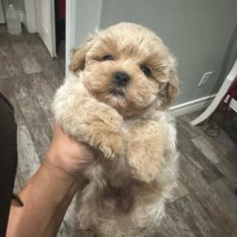 Sir Pax - Apricot male Maltipoo puppy in Southern,, California from Maltipoo Tiny Pups & More