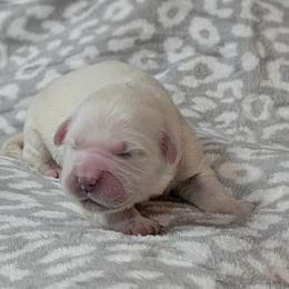 Bloosom - Light golden female Golden Retriever puppy in Falcon, Missouri from Edge Farm LLC