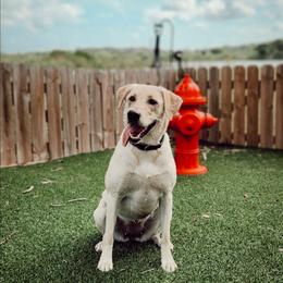 Evee - Yellow female Labrador Retriever puppy in Cocoa, Florida from Harrison's Lakeside Labradors LLC