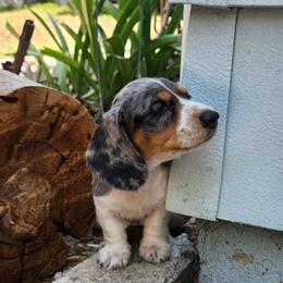 Silky wirehaired Mickey AKC - Dapple male Dachshund puppy in Torrance, California from Lucky Dachshunds