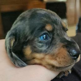 Black and tan dapple male - Dapple male Dachshund puppy in Belle Rive, Illinois from Akin's Miniature Dachshunds, LLC