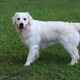 Rosie - Golden Retriever