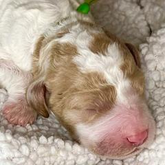 Australian Labradoodles, Double Doodles, and Labradoodles from Lake Mountain Doodle