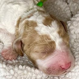 Australian Labradoodles, Double Doodles, and Labradoodles from Lake Mountain Doodle