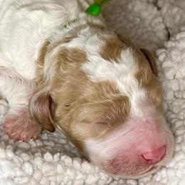Australian Labradoodles, Double Doodles, and Labradoodles from Lake Mountain Doodle