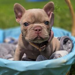 Magnolia - Fawn and white female French Bulldog puppy in Miami, Oklahoma from Destiny Jones