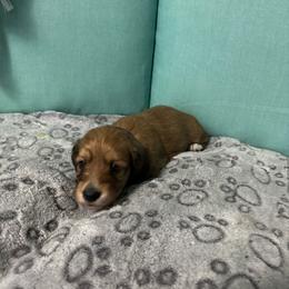 Purple girl - Wheaten female Dachshund puppy in Live Oak, Florida from The Weenie Herd Mom