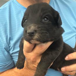Black tri girl -blk face - Black tri-color female Australian Shepherd puppy in Nezperce, Idaho from Willow Creek Farm