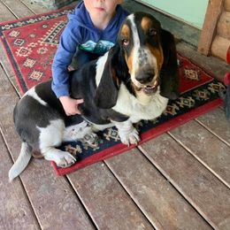 Gus - Basset Hound