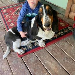 Gus - Basset Hound