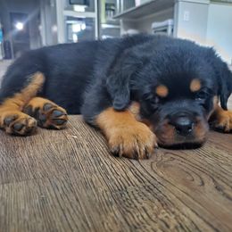 Rottweiler Puppies from HAUS OF RZA