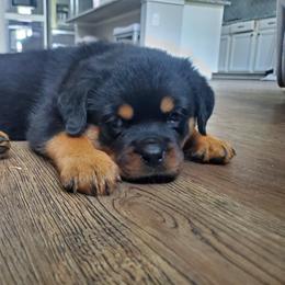 Rottweiler Puppies from HAUS OF RZA