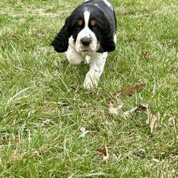 English Springer Spaniel Puppies from Soaring Springers