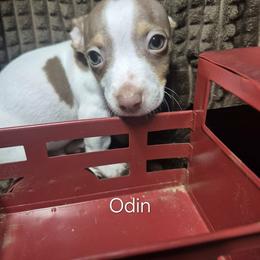 Odin - White and chocolate male Teddy Roosevelt Terrier puppy in Murray, Kentucky from Froschwald German Shepherds and Xanadu Teddy Roosevelt Terriers